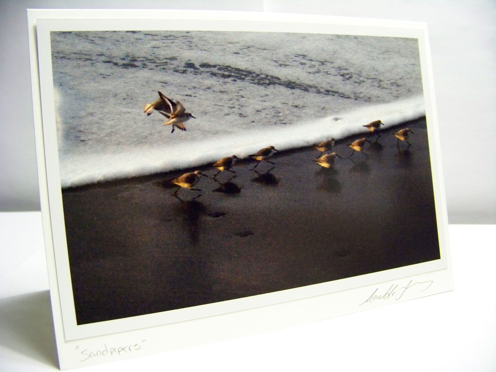 photo greeting card of piper birds running on beach